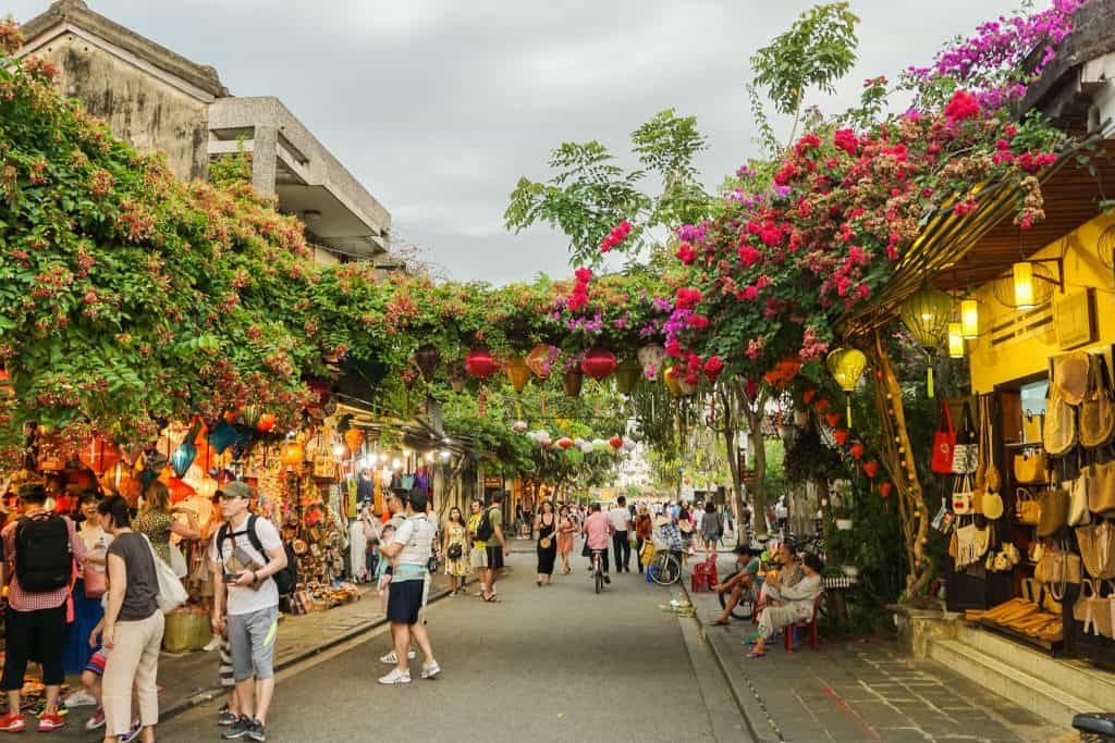 Bougainvillea plants Hoi An