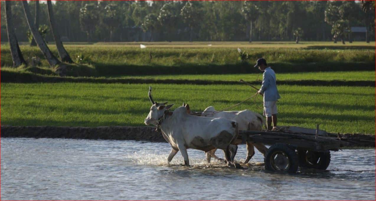 TOP 5 Day Trips from Ho Chi Minh City Mekong farmer and Buffalo