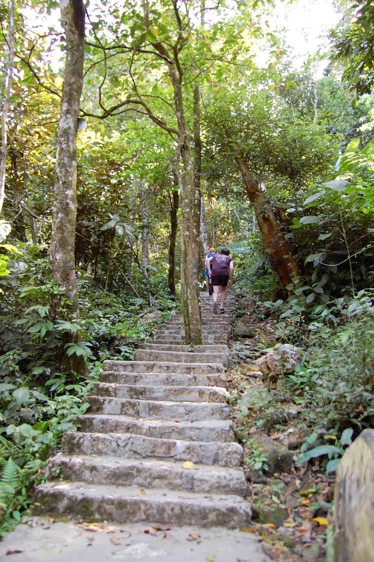 Vietnamese Forest Path