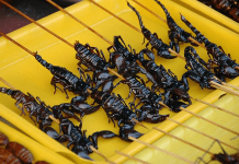 Strange Vietnam Street Food: Saigon’s Most Exotic Dishes